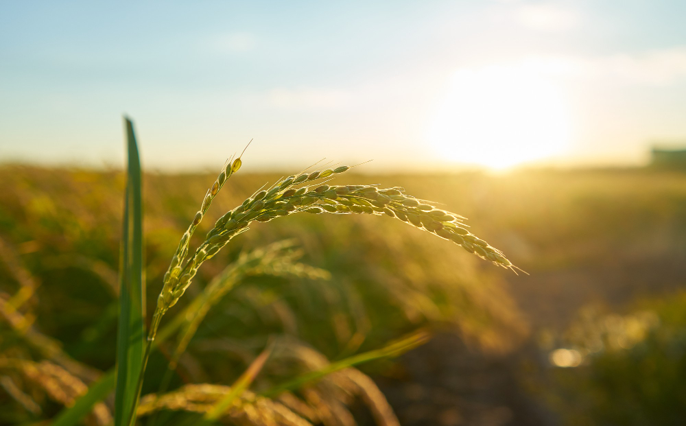 Dizzying  Grandeur of 21st-Century Agriculture